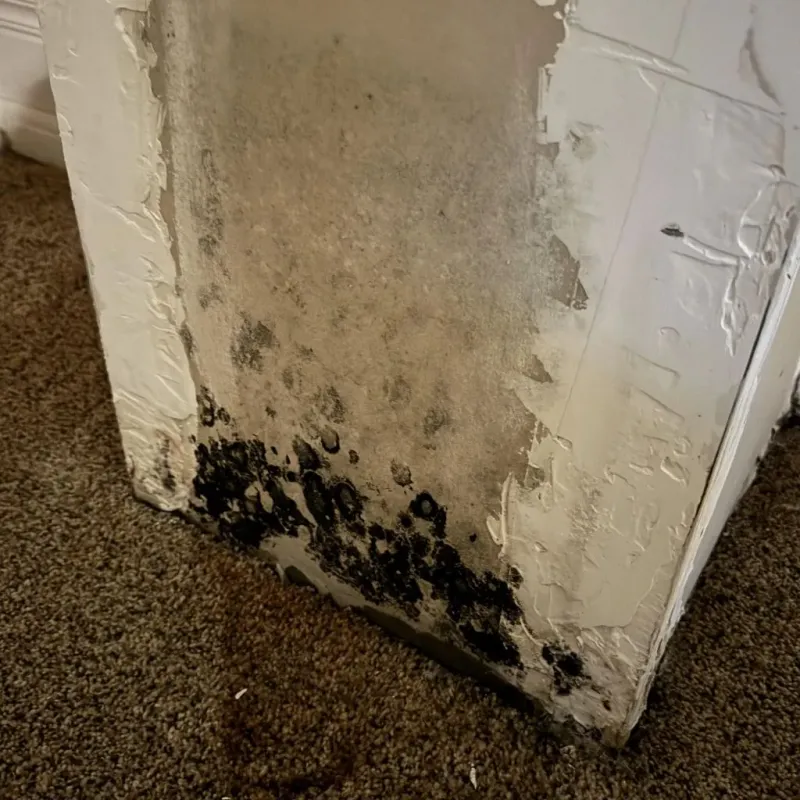 Professional Mold Removal in Houck, AZ